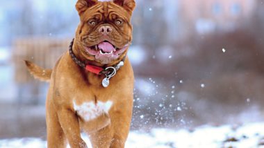 Brown dog running