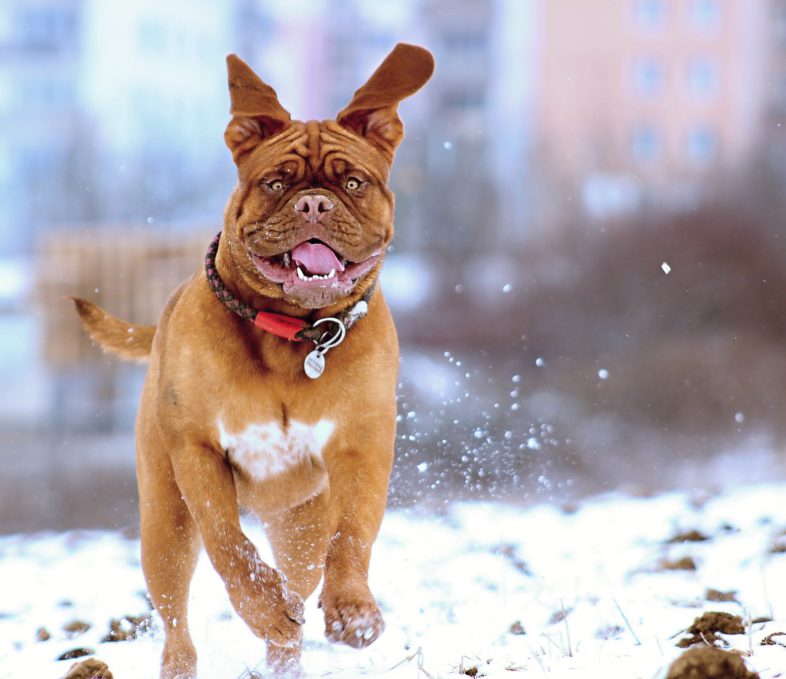 Brown dog running