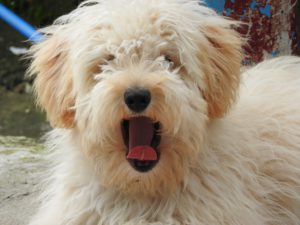 white shaggy dog