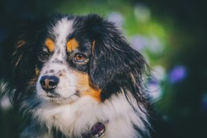 black brown and white dog