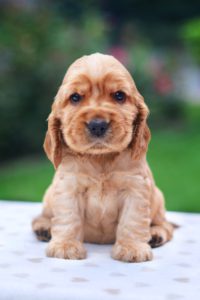 cute brown puppy