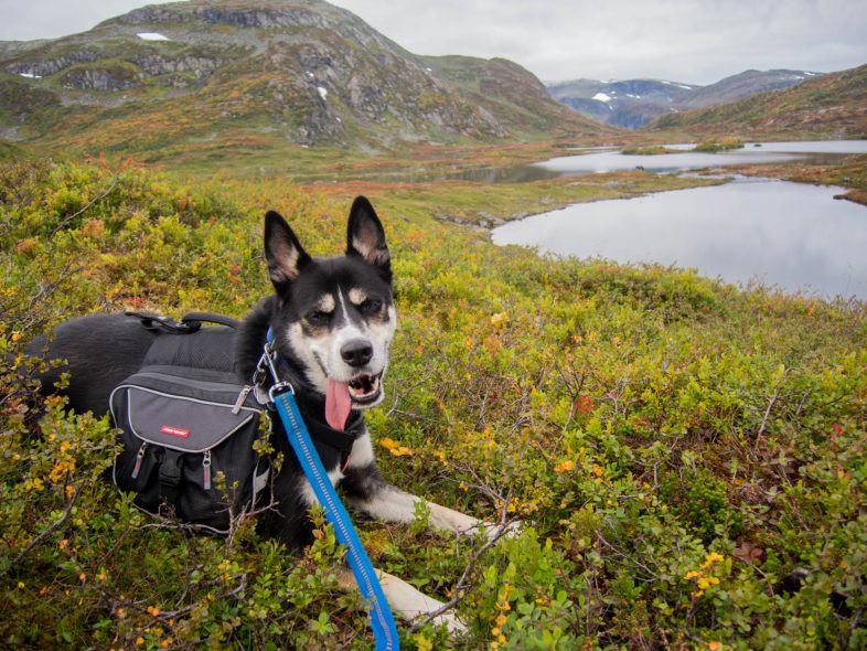 dog on leash outdoors