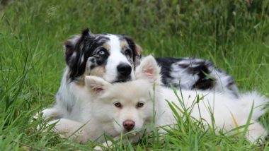 two dogs laying in the grass