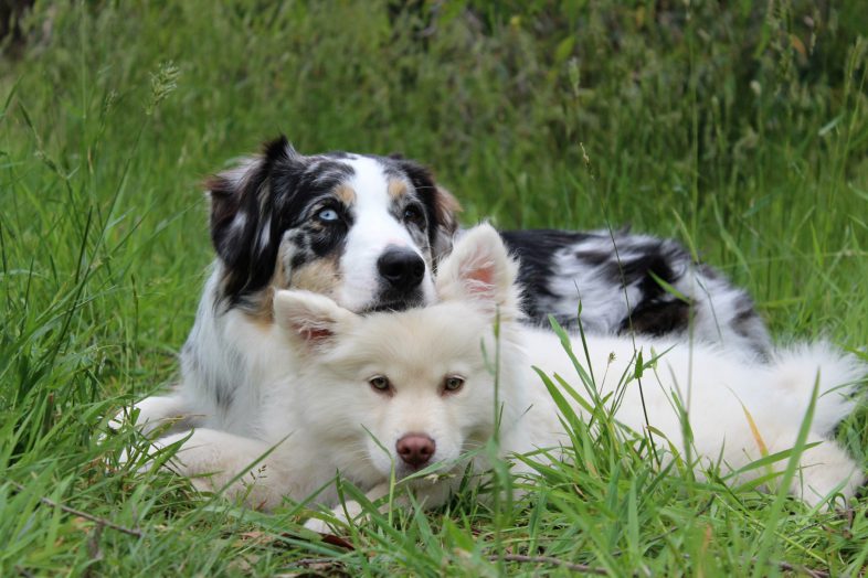 two dogs laying in the grass