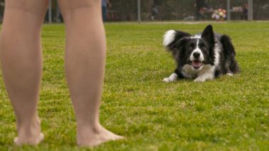 border collie being trained to stay