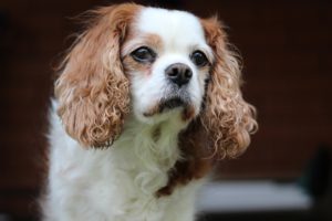 white and brown dog