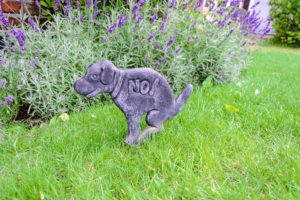 ornimental dog on the grass