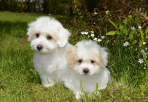 two white puppies sitting on the grass